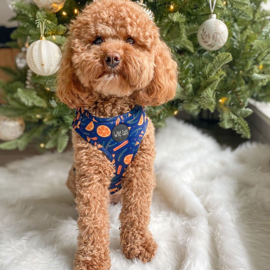 Wild Tails Say You'll be Wine Dog Harness