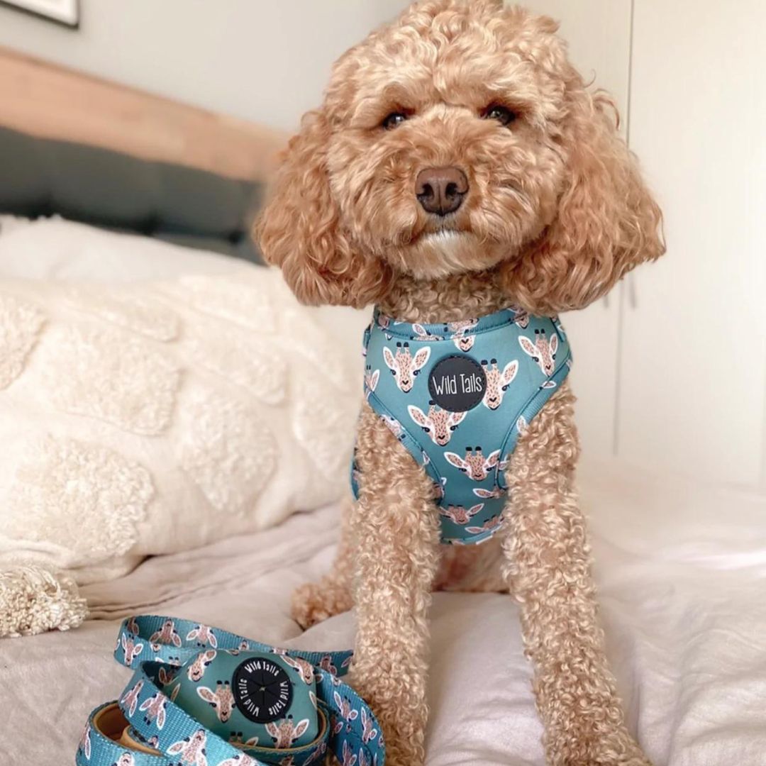 Wild Tails Your Highness Dog Harness