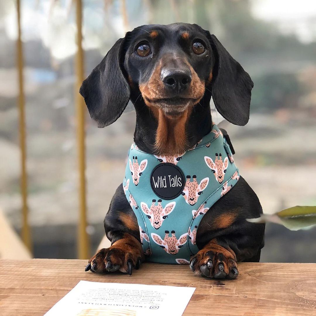 Wild Tails Your Highness Dog Harness