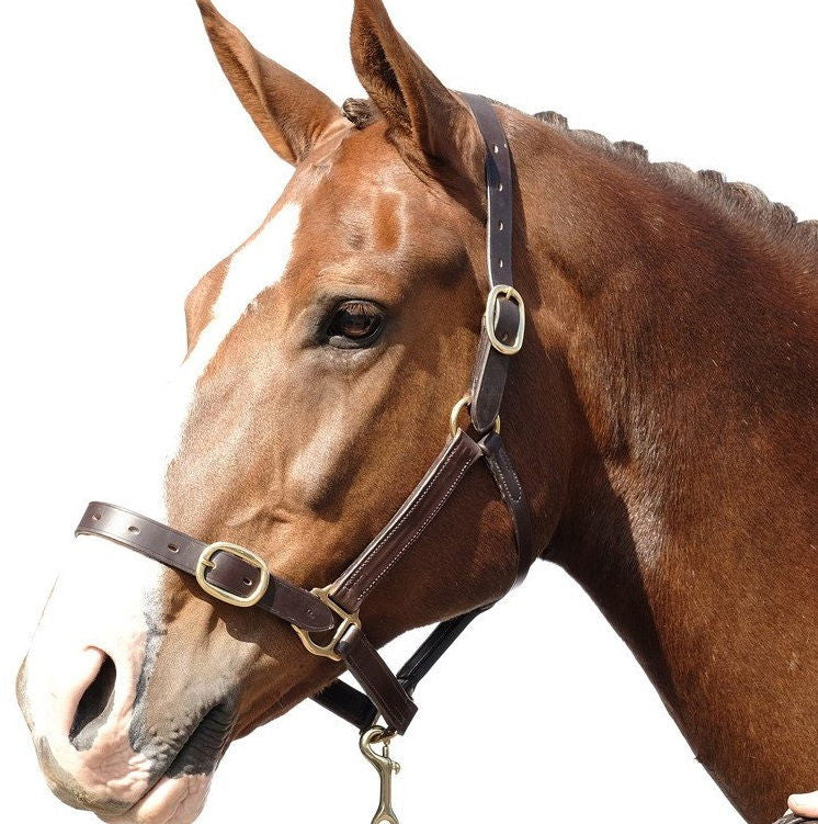 Berney Bros Fully Adjustable Leather Headcollar - RedMillsStore.ie