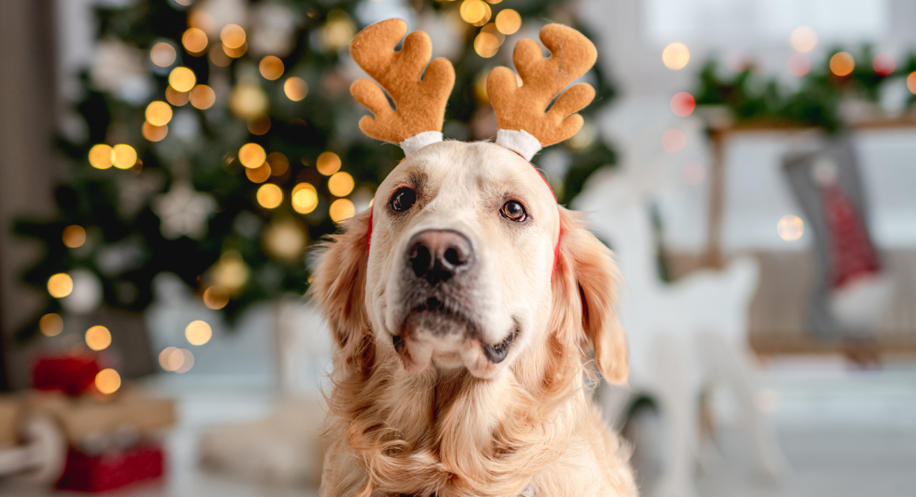 Holiday Season Safety for Pets: Toxic Foods and Safe Treat Alternatives