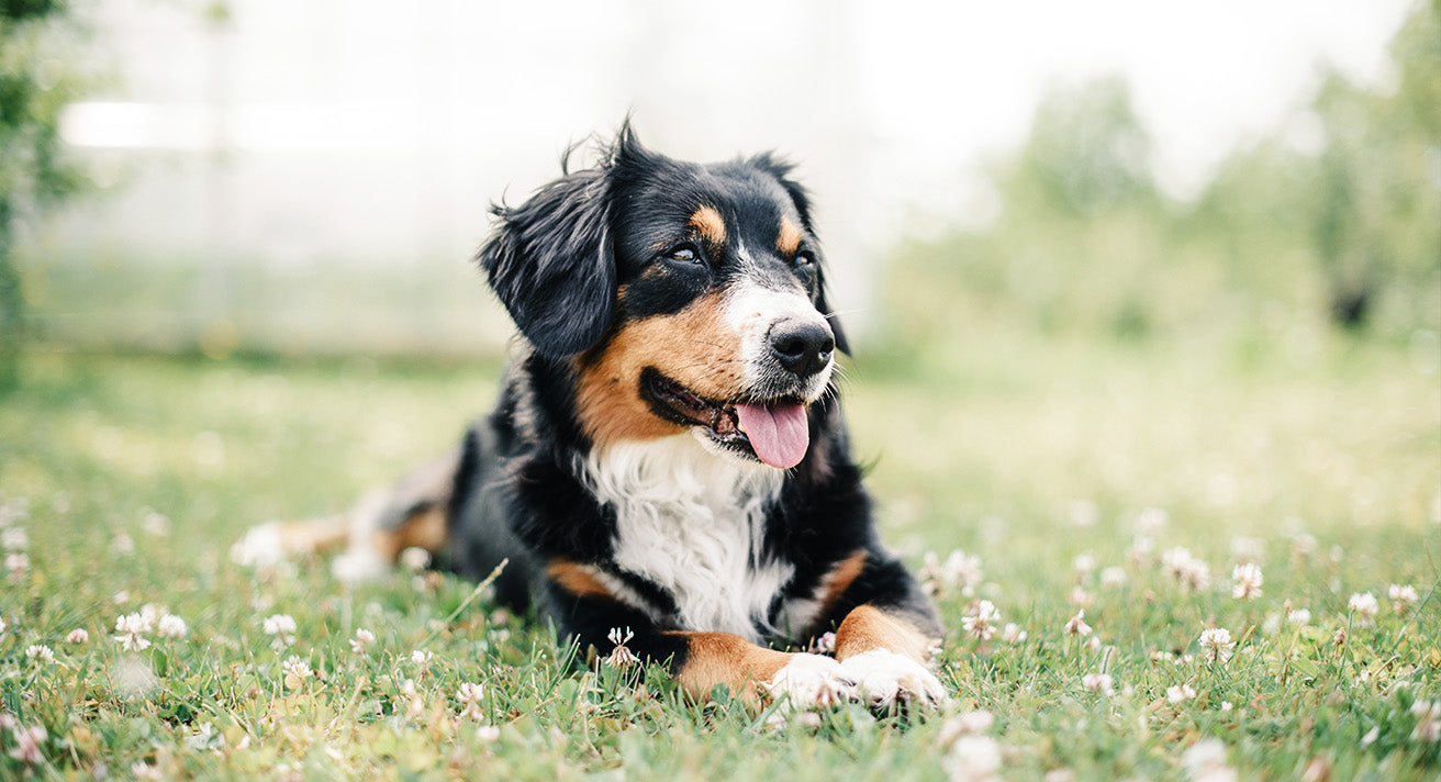 12 Signs Your Dog Is Healthy