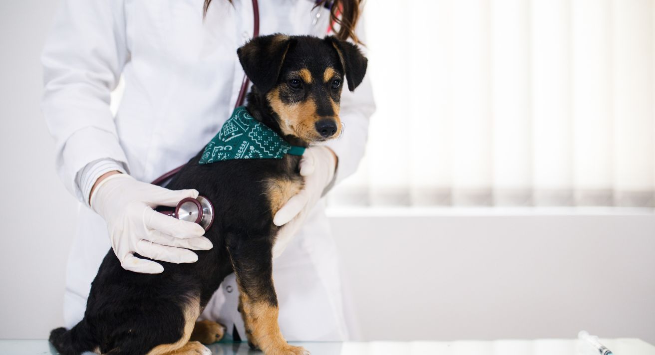 8 Tips for an Anxious Dog at the Vet