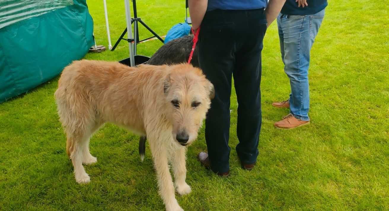 A Weekend with The Irish Wolfhound Club of Ireland