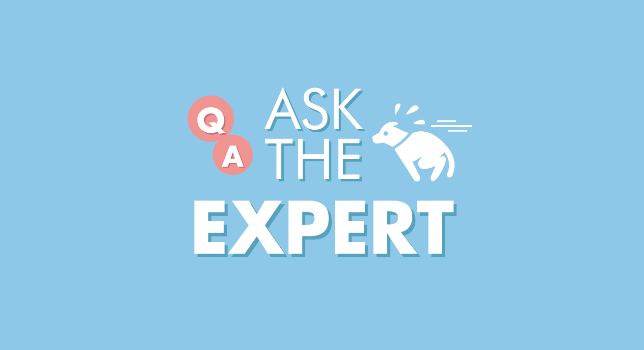 Ask the Expert: My Dog is Terrified of Other Dogs!