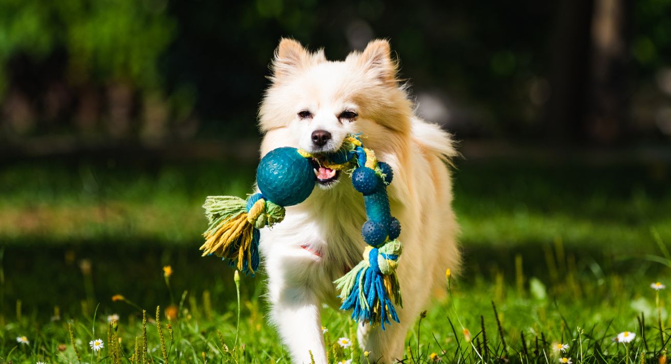 Best Toys for Outside Fun with Your Dog
