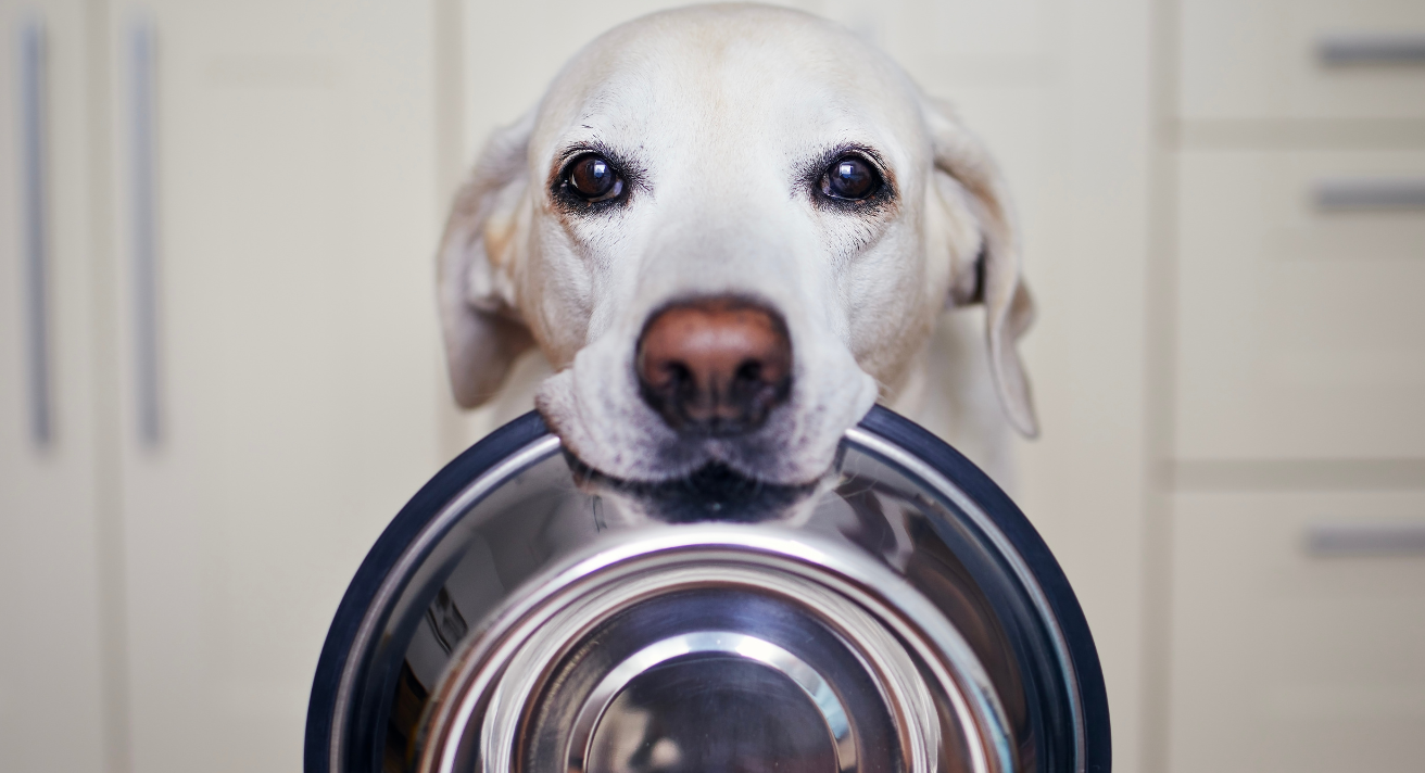 Do Pets Eat More in Winter?