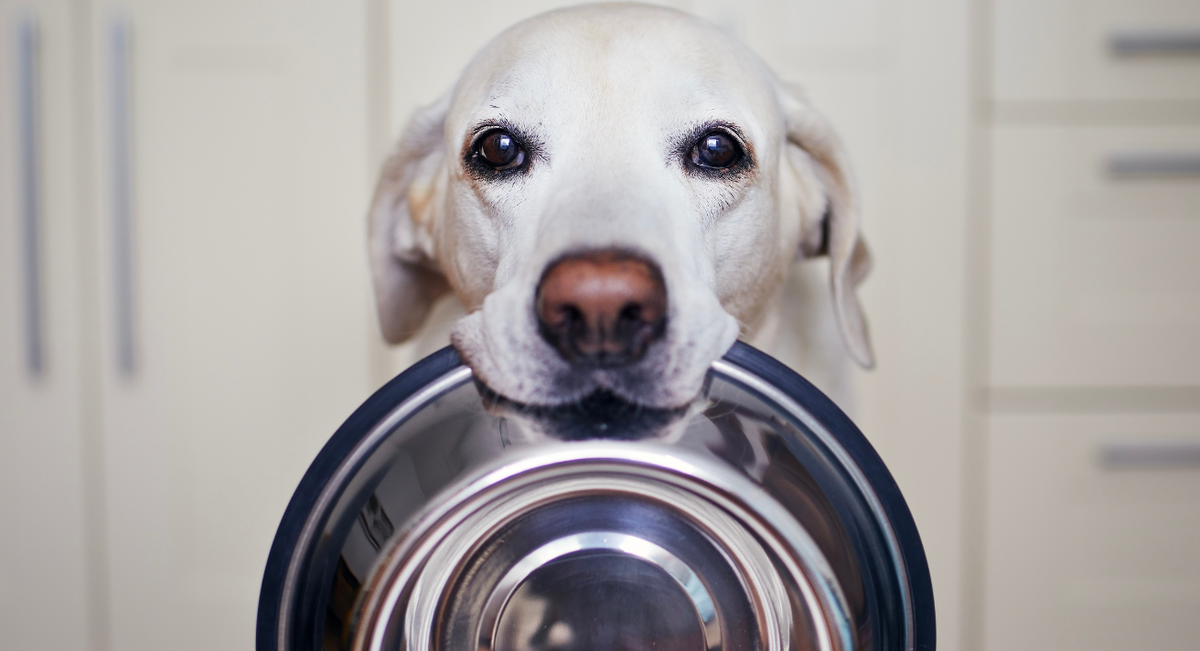How to Feed a Dog with a Sensitive Stomach: Expert Tips and Solutions