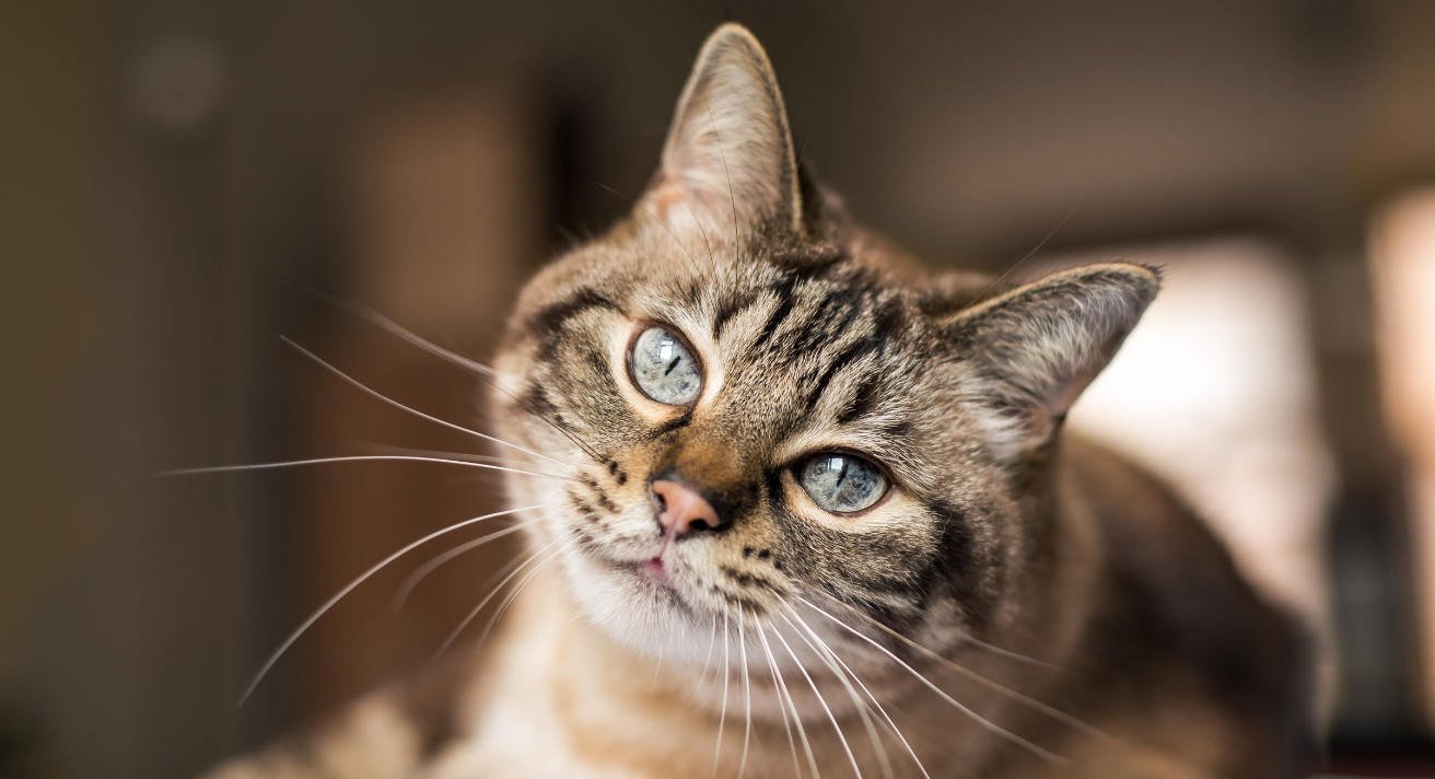 Understanding Your Cat's Body Language: What They’re Really Telling You