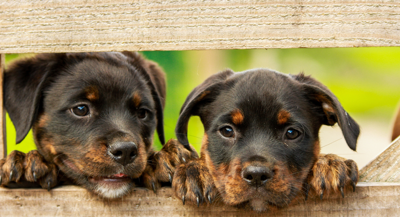 Transitioning from Puppy to Working Dog: How to Adjust Their Diet