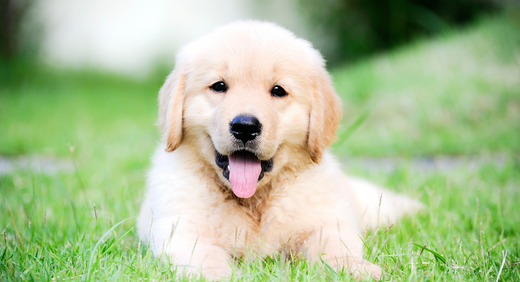 Raising a Healthy, Happy Puppy: The Essential Guide to Early Puppy Care