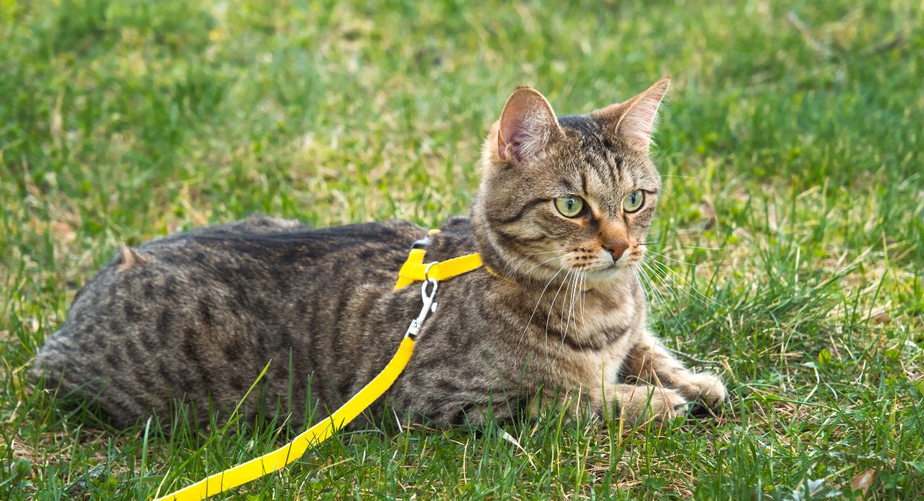 Can Cats Learn to Walk on a Lead?