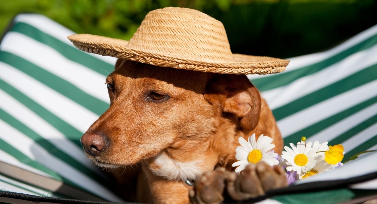 Can Dogs Get Sunburn?