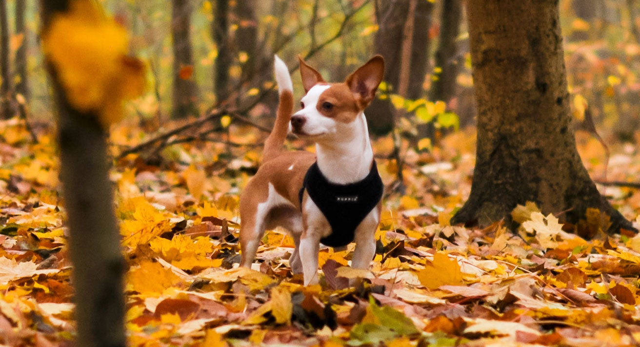 Common Autumn Hazards for Dogs