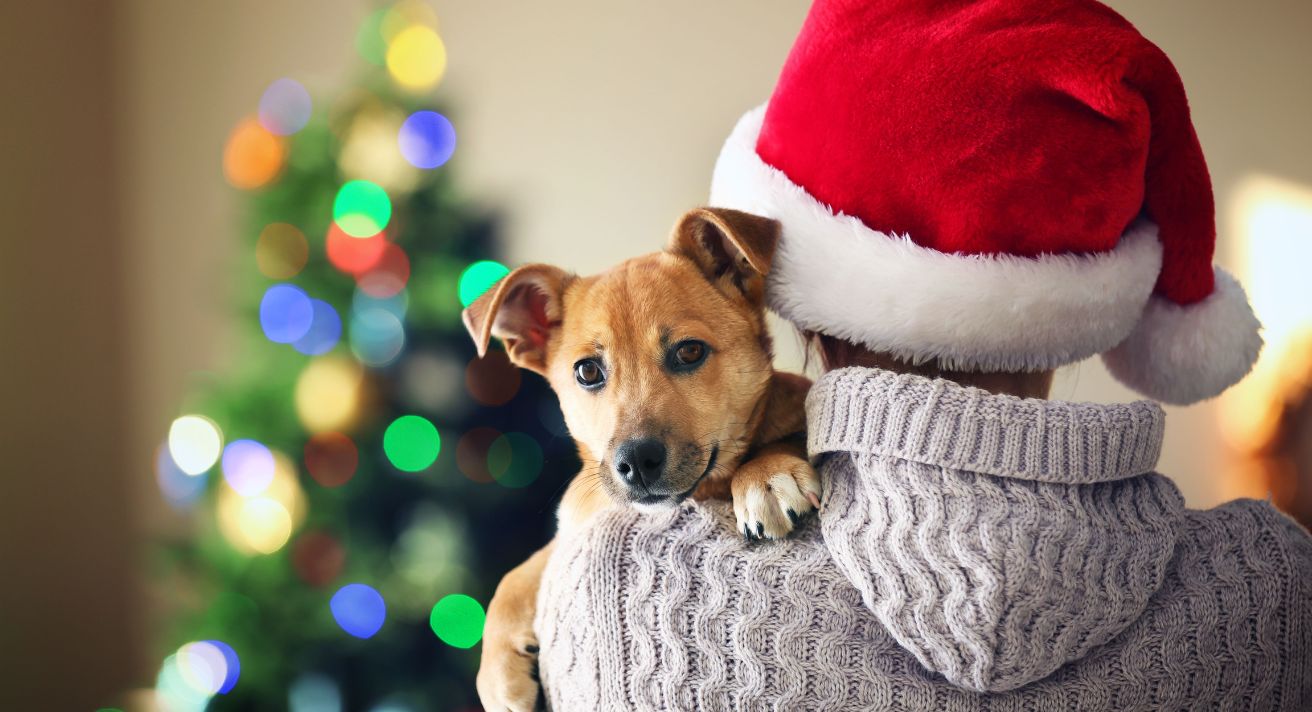 What Not to Feed Your Dog at Christmas: A Guide to Safe Holiday Treats