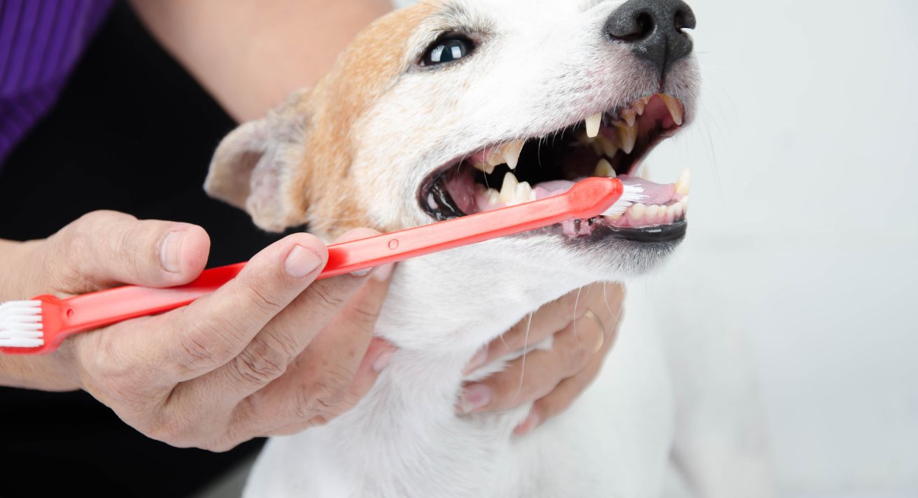 Dental Care for Dogs