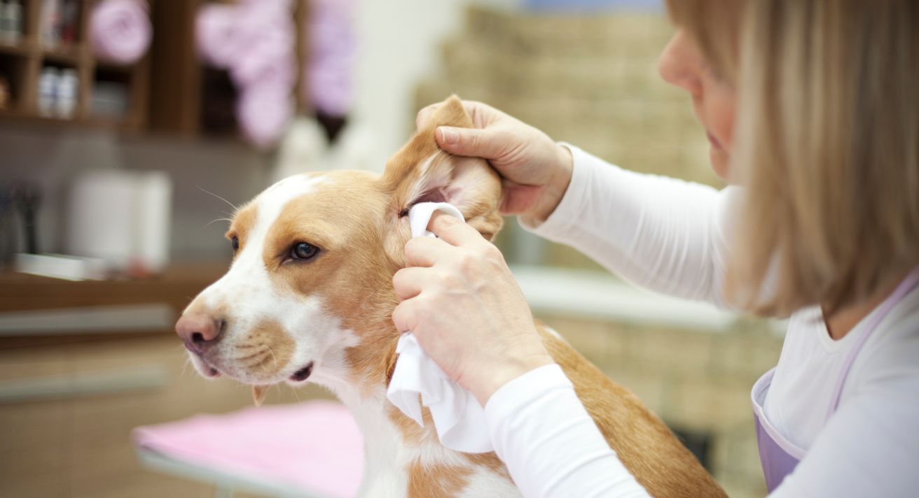 Ear Care for Your Dog