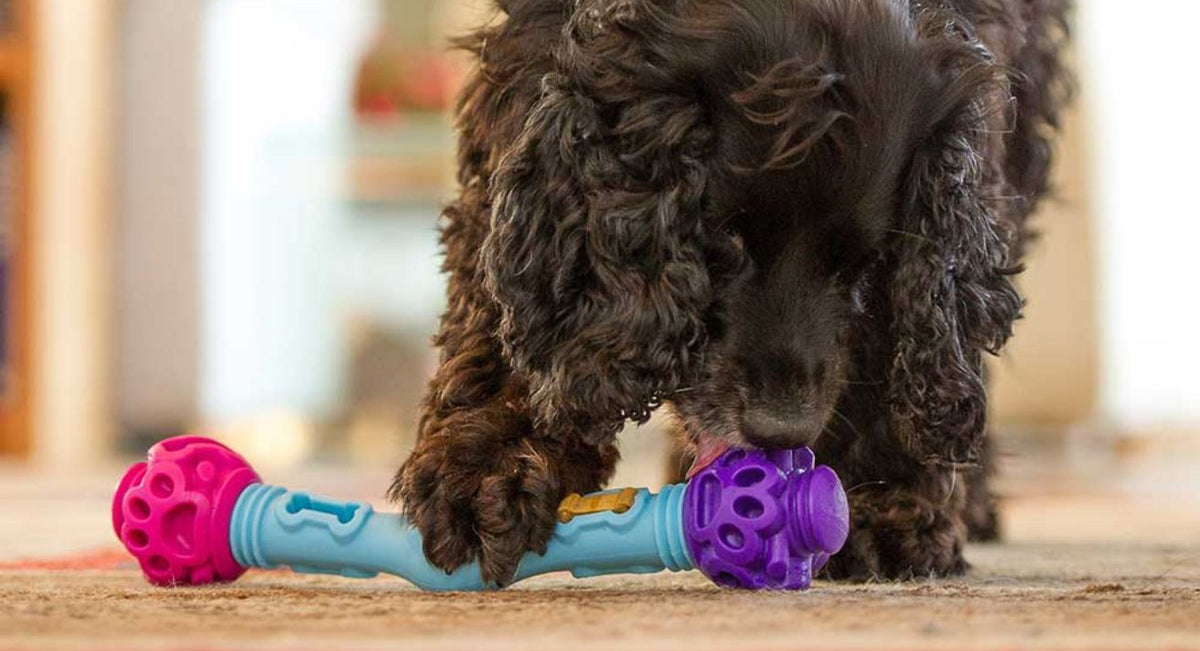 Enrichment Toys that Feed Your Dog s Brain