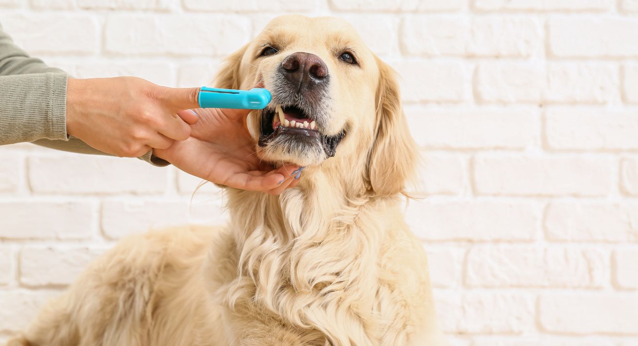 February is Doggy Dental Health Month!