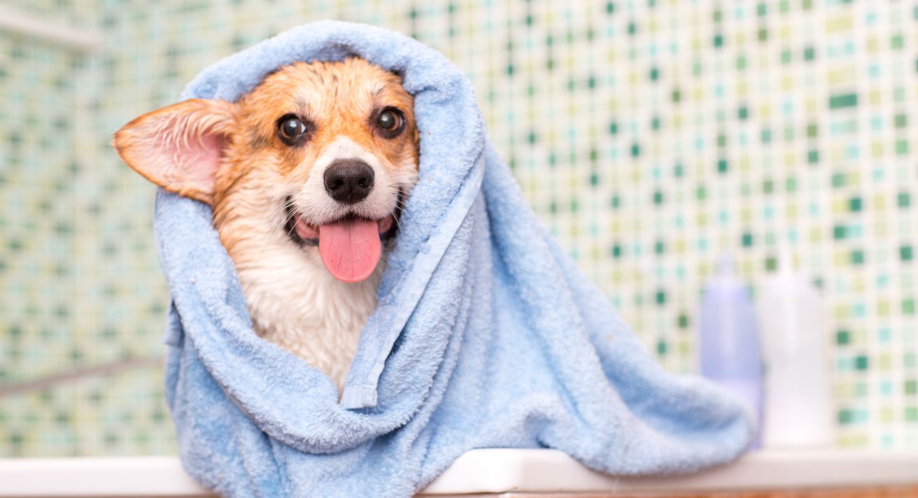 Get the Right Dog Grooming Tools for Your Pet