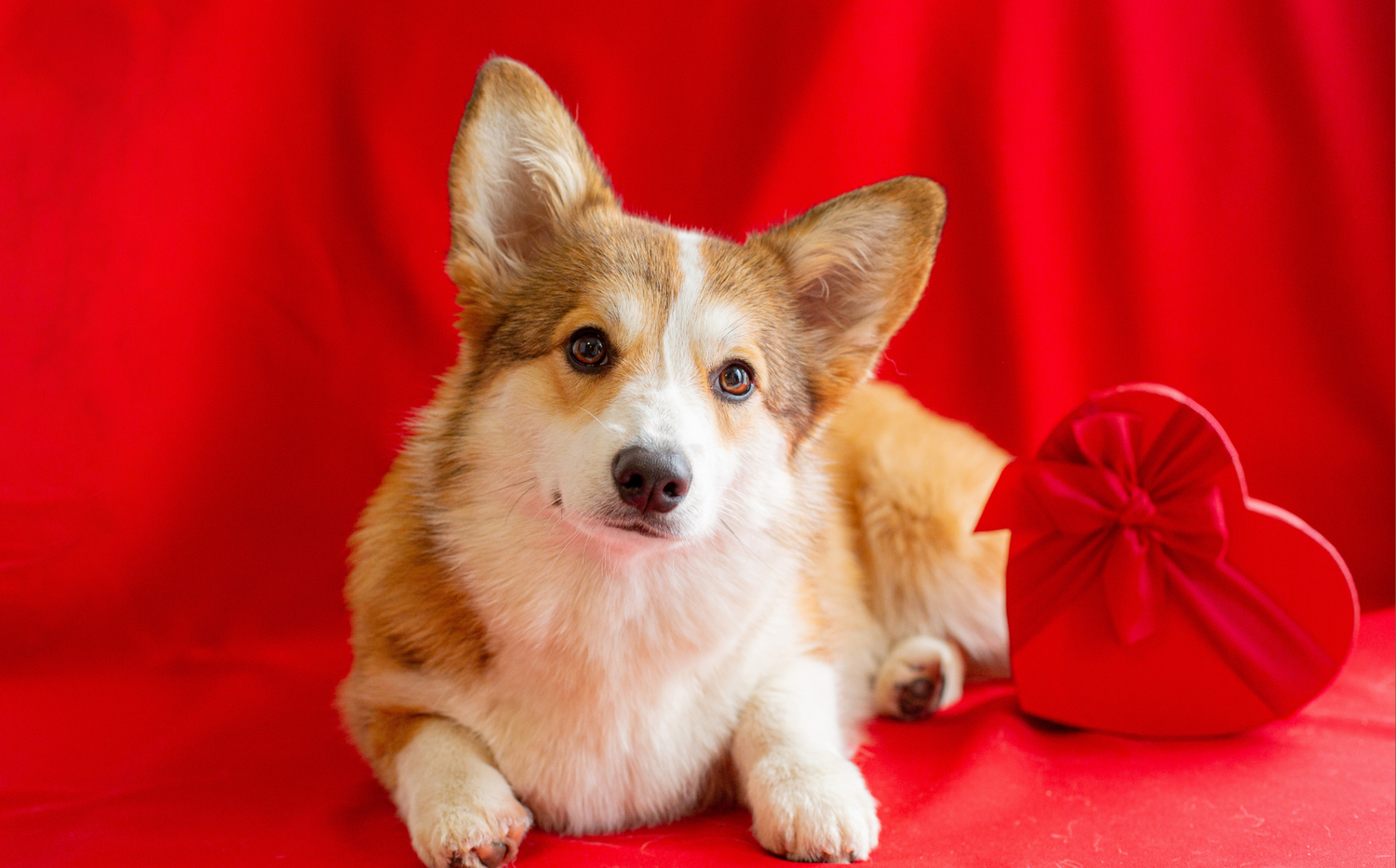 Gift Guide for your Pet on this Valentine's Day