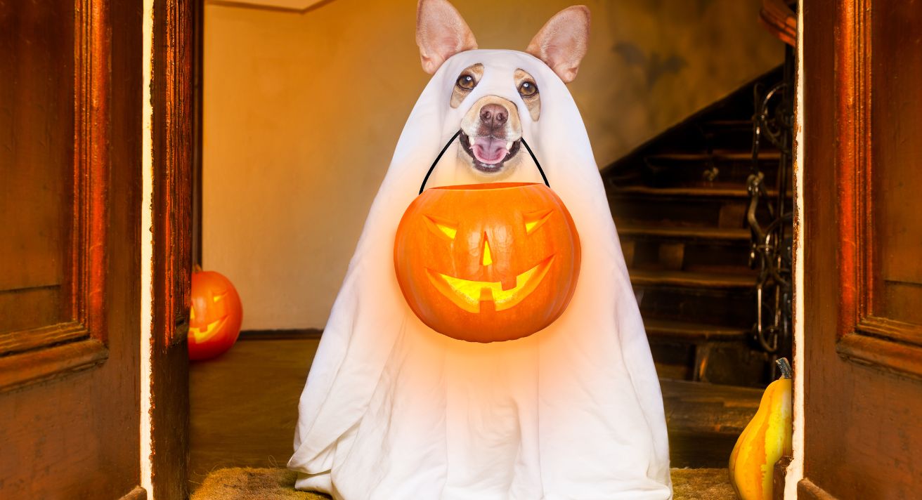 Halloween Safety for Dogs