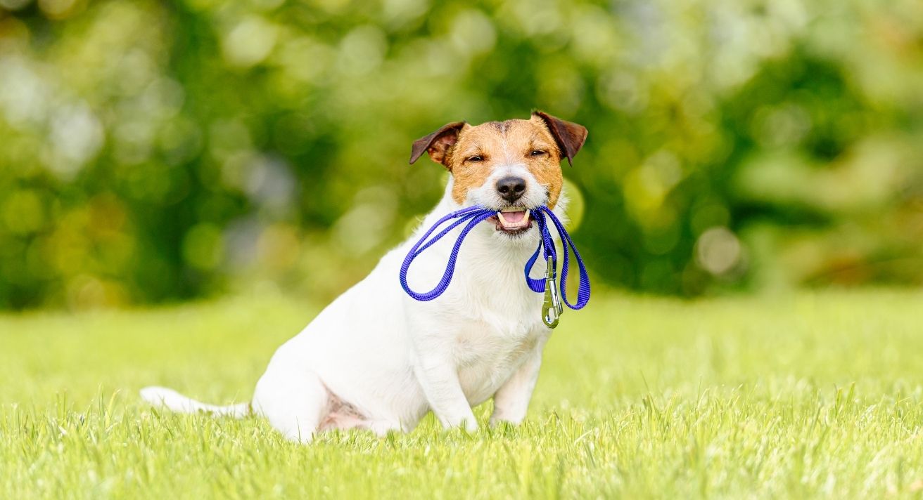 Harness or Collar and Lead? Which Is Best for Walking Your Dog