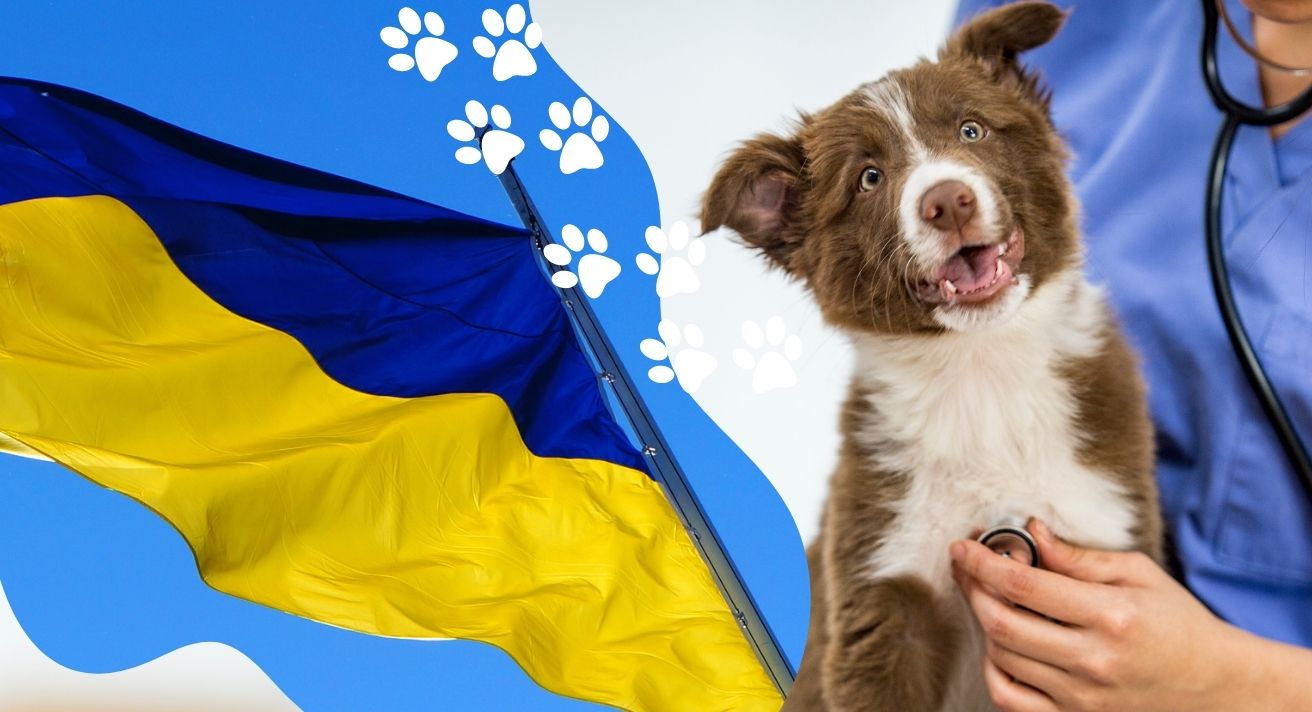 Help Us Support Pets in Ukraine