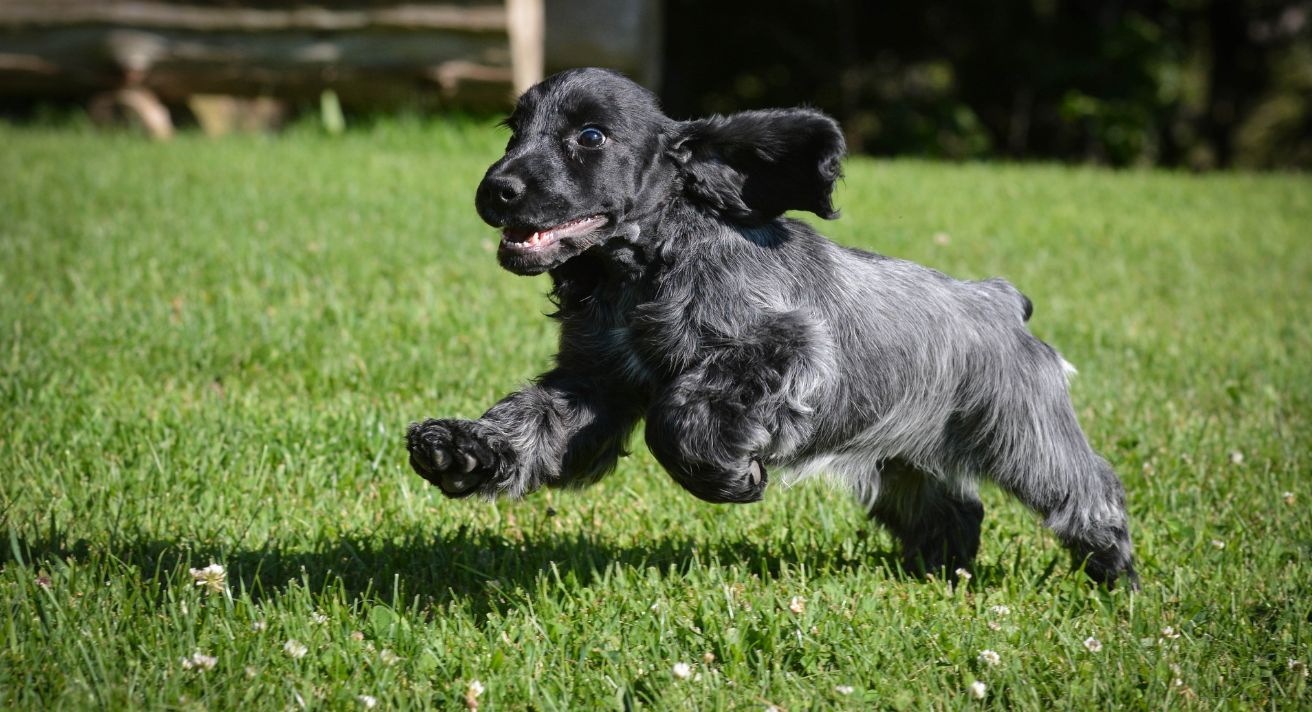 How Much Exercise Does a Puppy Need?
