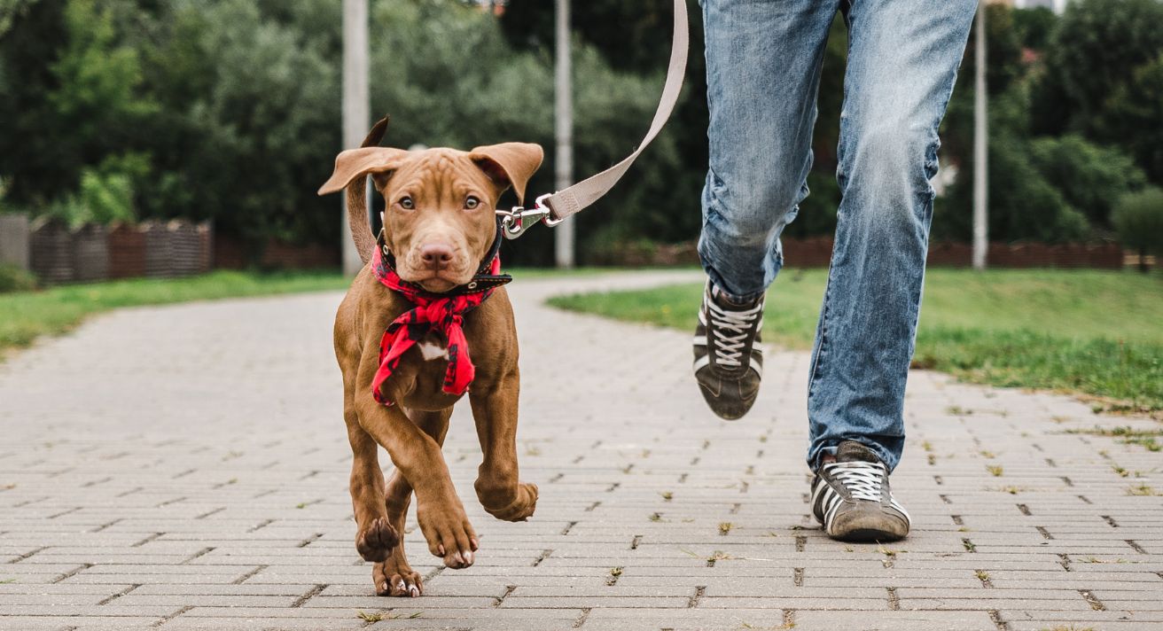 How Much Walking Does Your Dog Need?