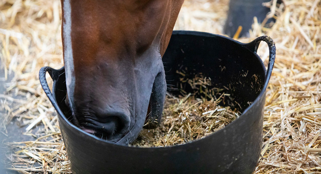 How important is protein for horses?