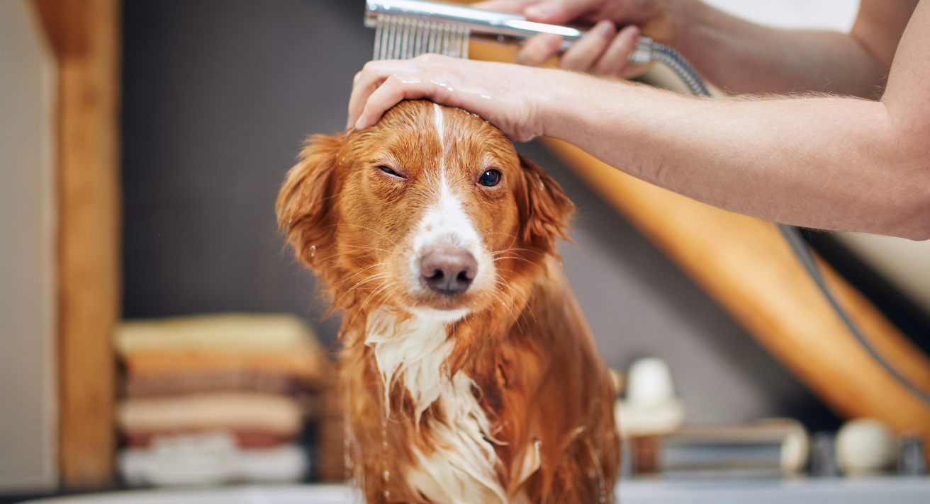 How to Bathe Your Dog