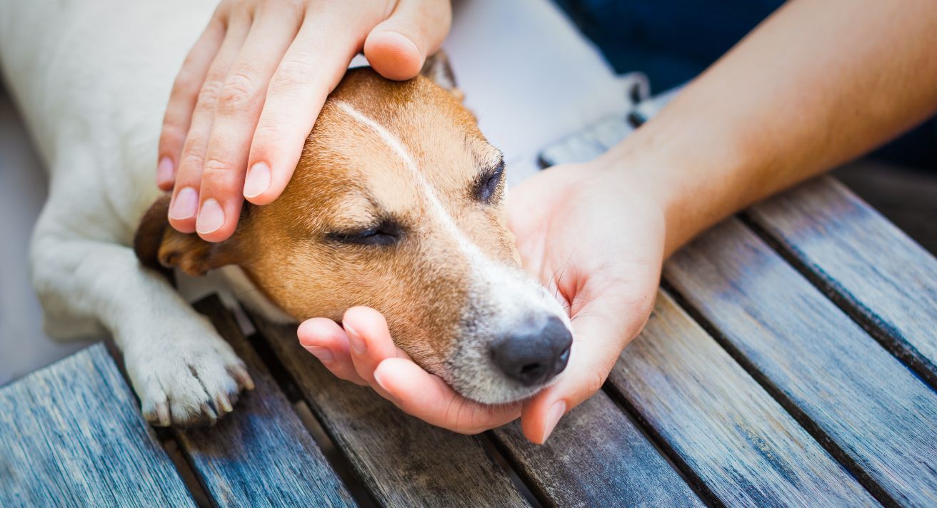 How to Help Your Dog’s Anxiety