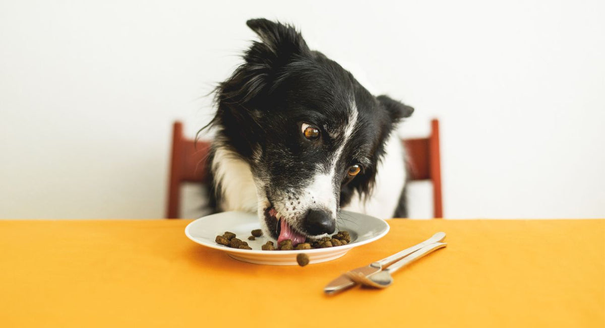 how to keep dog at healthy weight