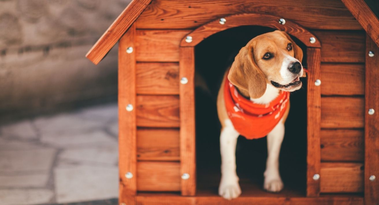How to Pick a Good Dog Boarding Kennel