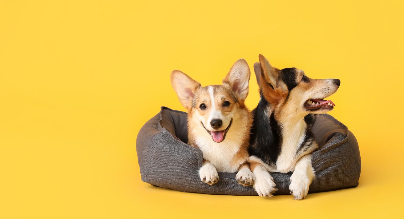 How to Pick the Best Dog Bed