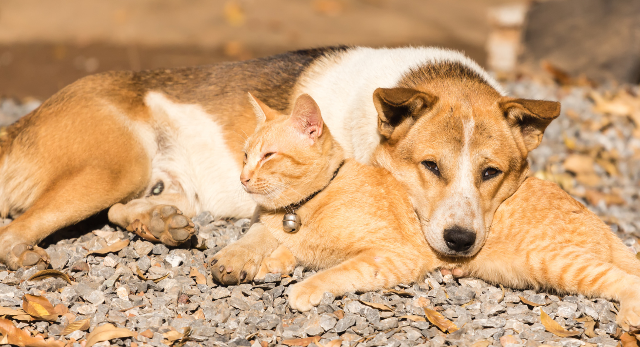 keeping your cat and dog hydrated is essential, Ensure your furry friends stay healthy and hydrated year-round!