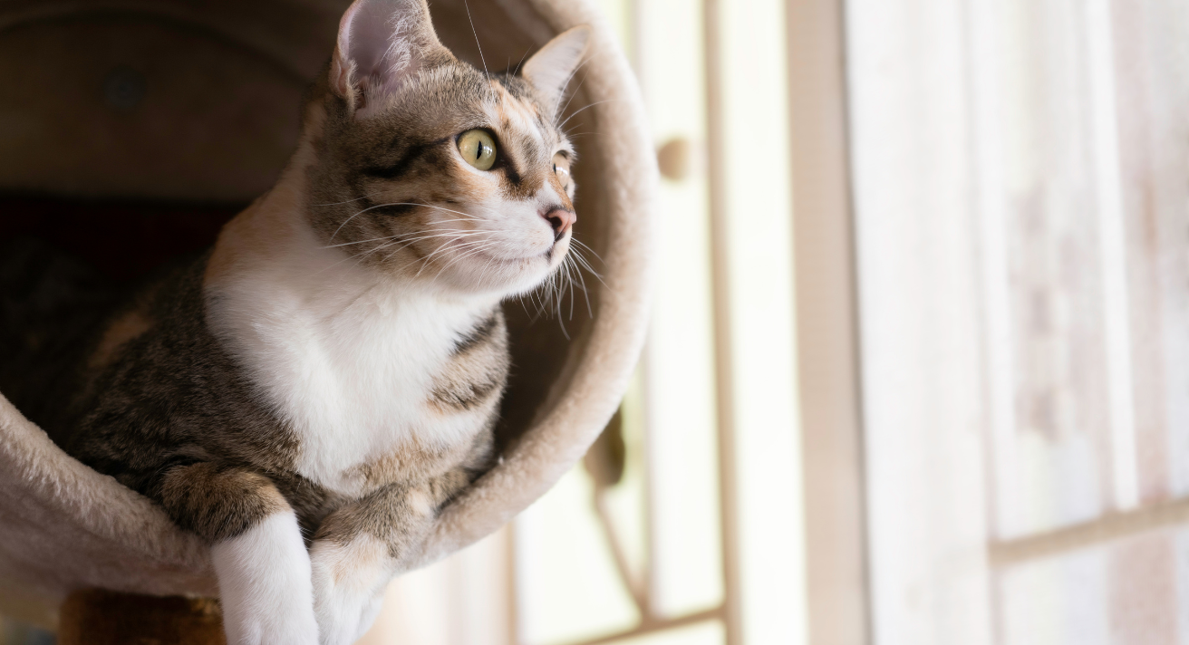 Keeping cat active indoors.  Learn about interactive toys, are cat trees needed and activities that prevent boredom