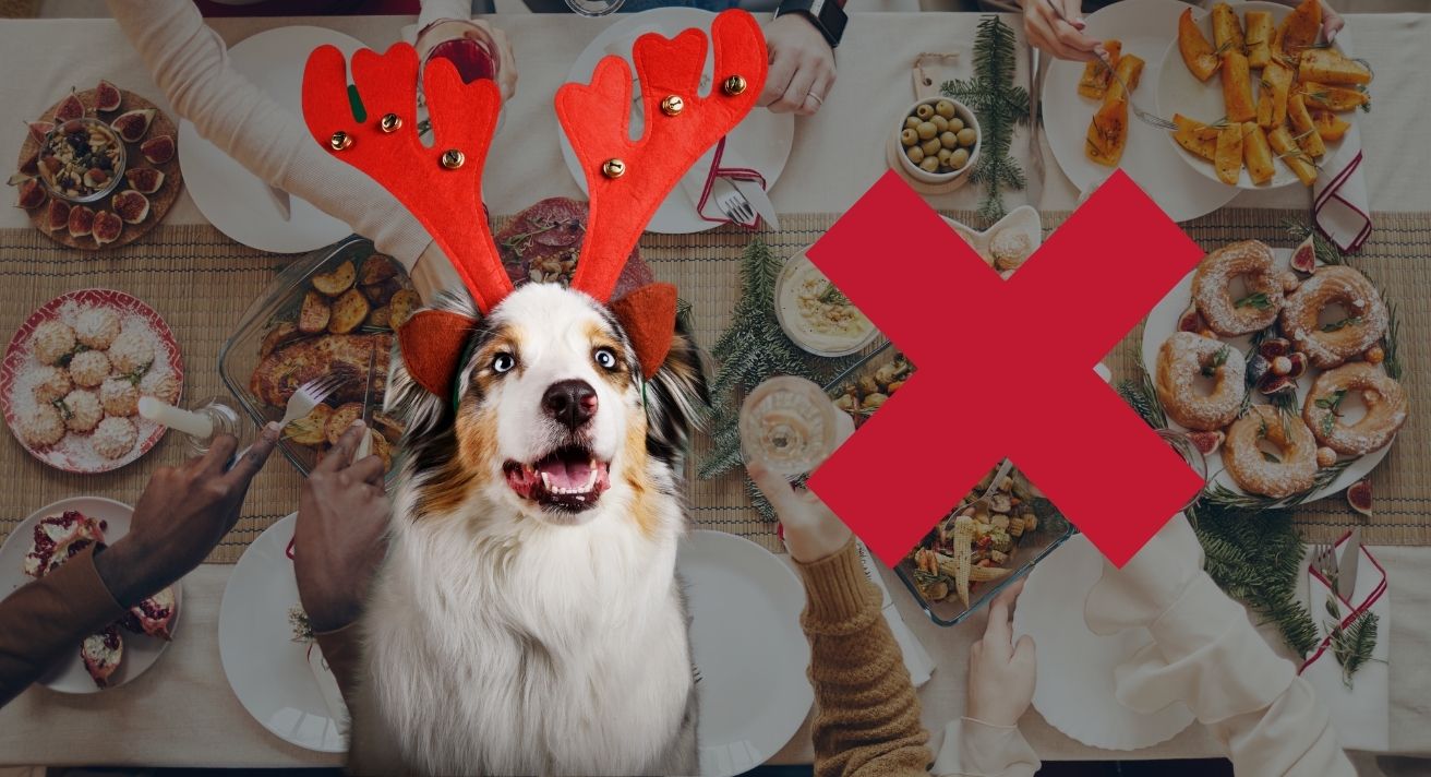 Know Which Christmas Foods Are Dangerous for Dogs