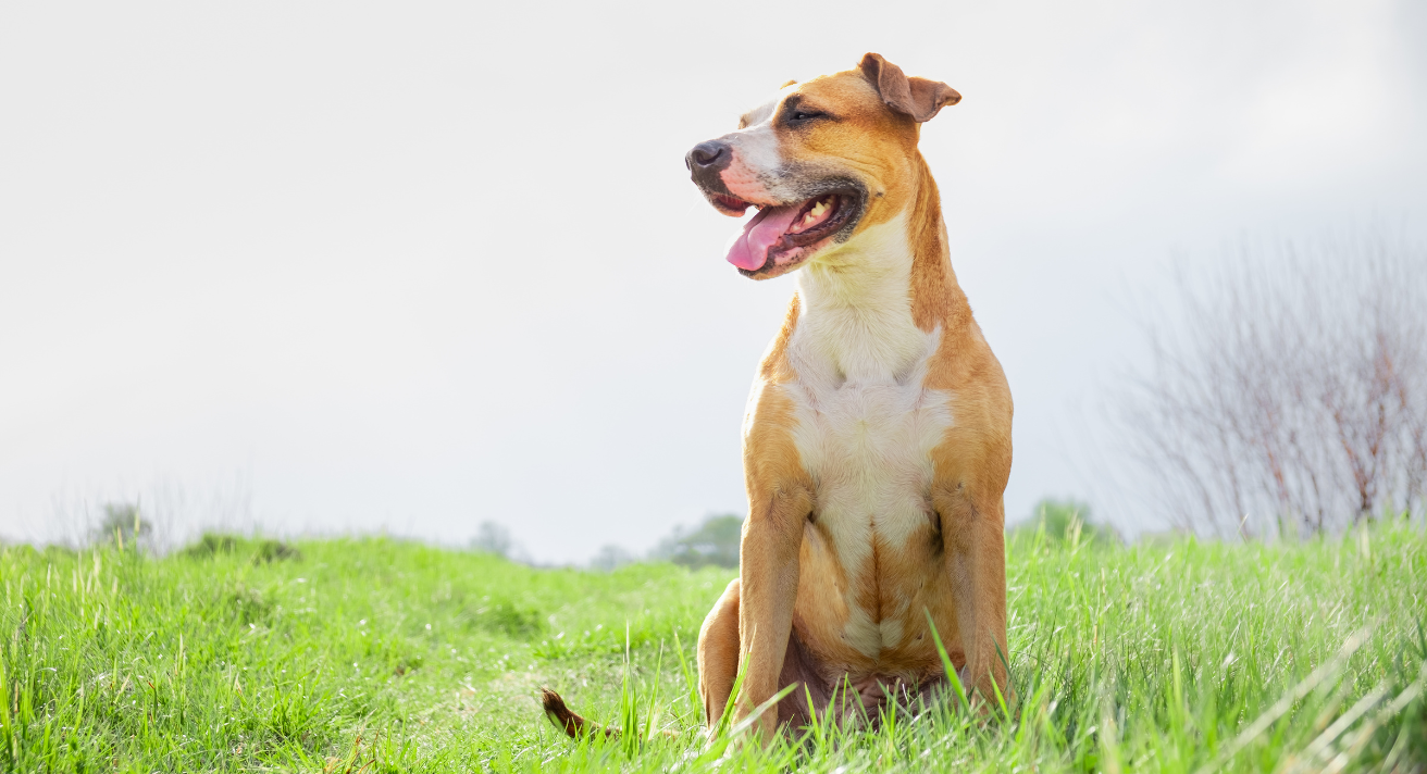 Nutrition for Active Pets: Fuel Your Dog’s High-Energy Lifestyle