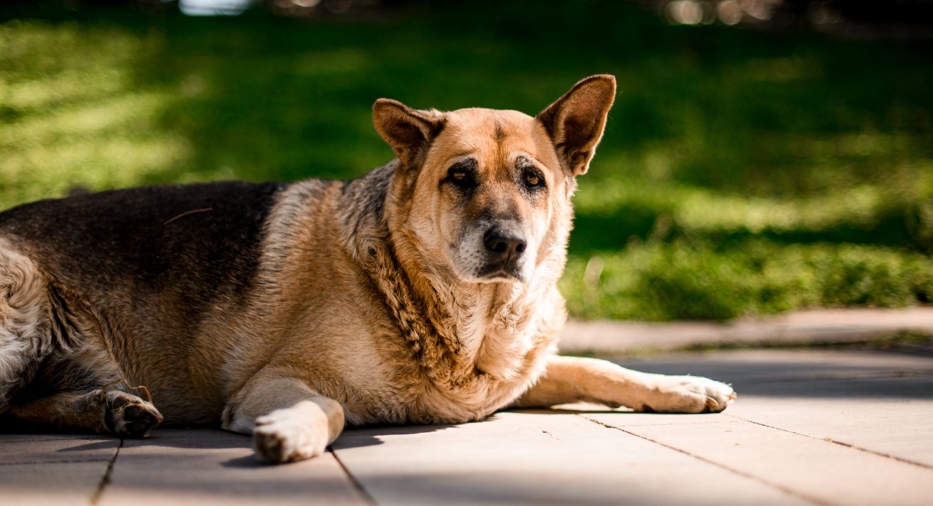 Pancreatitis in Dogs: One Danger of a Fatty Diet