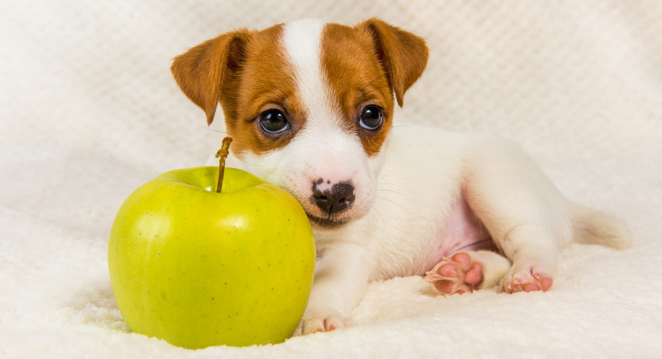 People Foods That Are Good for Your Puppy