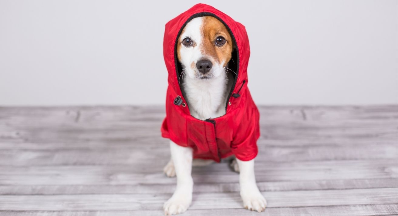 Picking the Best Winter Coat for Your Dog