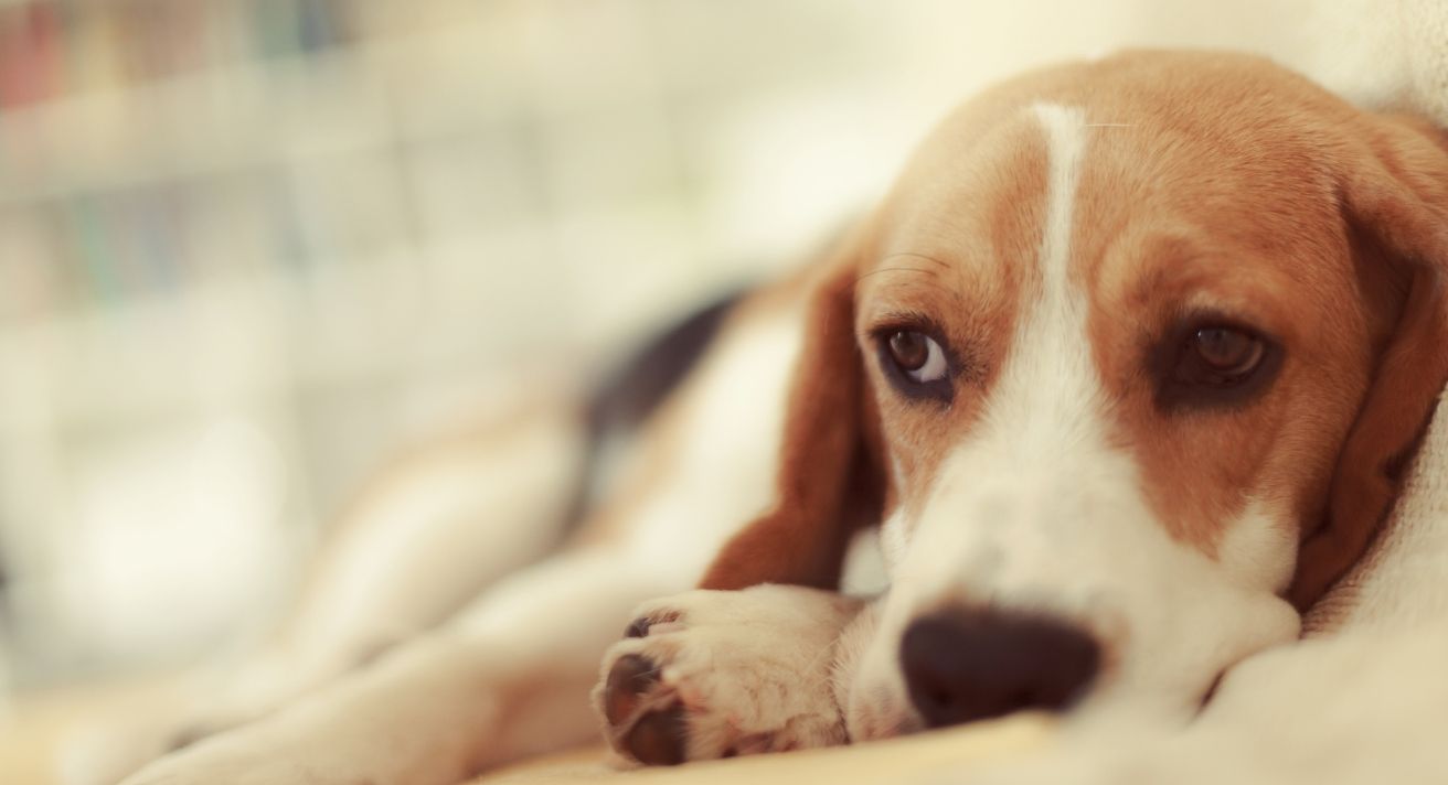 Seasonal Allergies in Dogs: Is Your Pet Suffering?