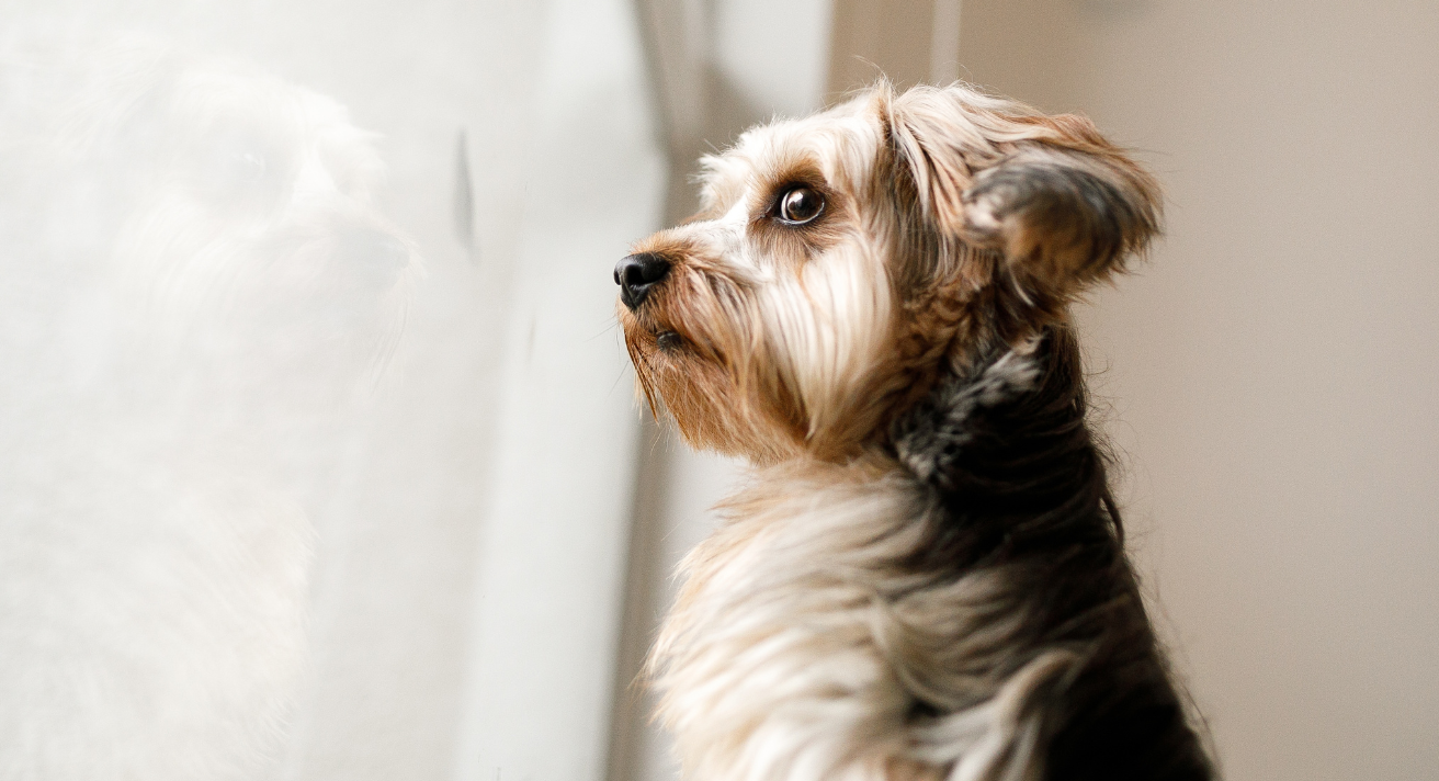How to Combat Separation Anxiety in Dogs: Training Tips and Nutritional Support