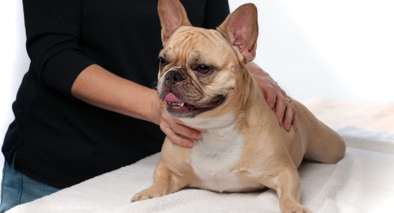 Should You Massage Your Dog?