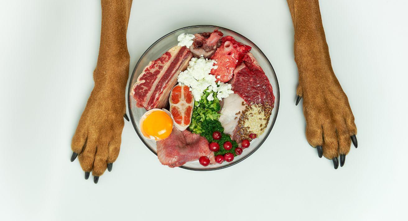Should You Switch to Low Calorie Dog Food?