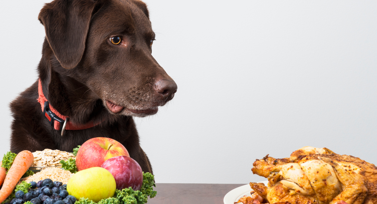 Superfoods for Pets: Best Ingredients for a Healthy Dog | Connolly's Red Mills