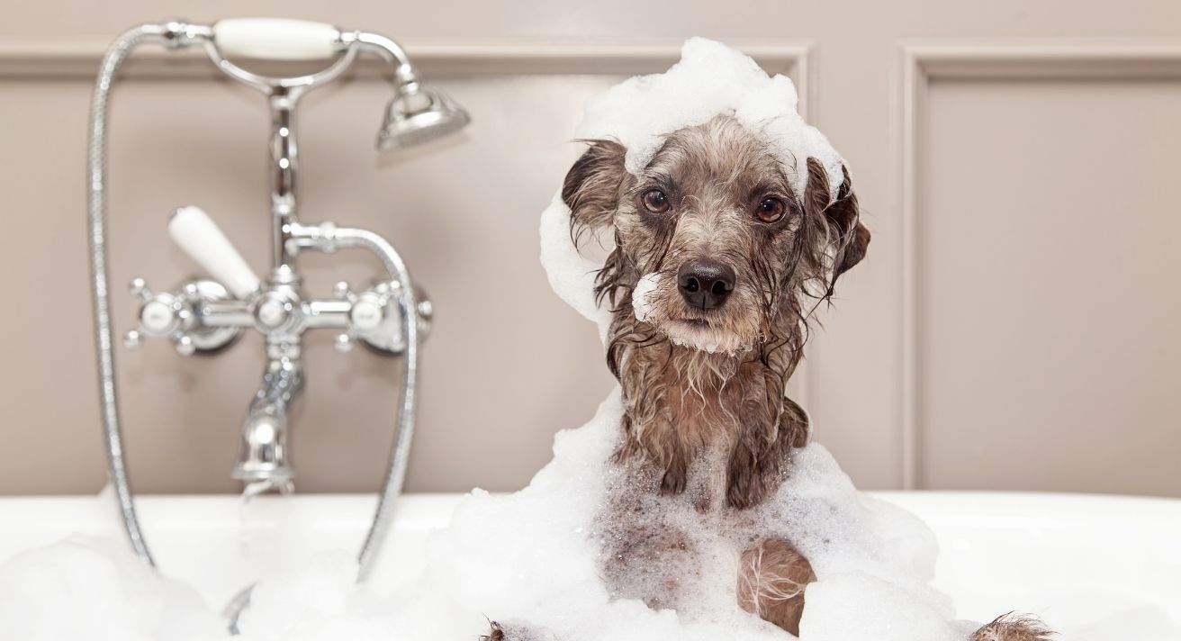dog photography idea bath time