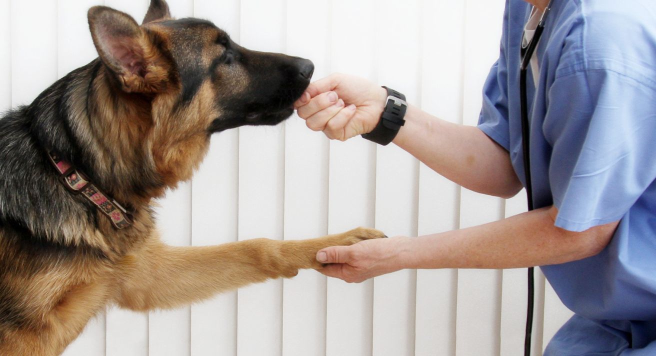Tis the Season for…Your Dog to Have Arthritis?